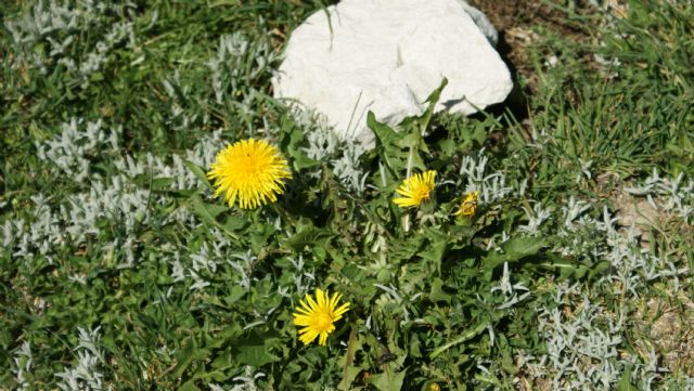 Taraxacum glaciale ?